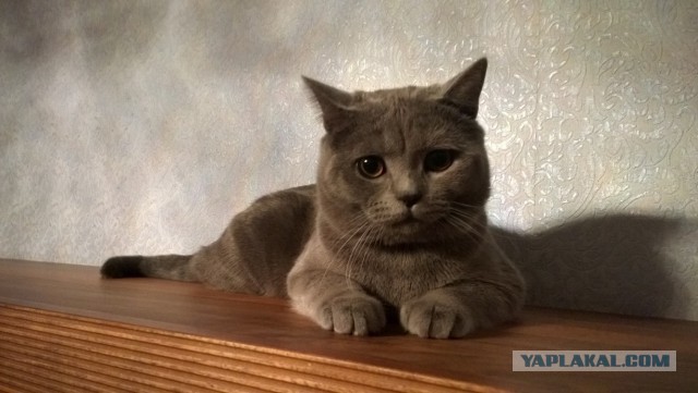 Котовторник 9.12.2014