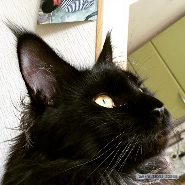 Котовторник