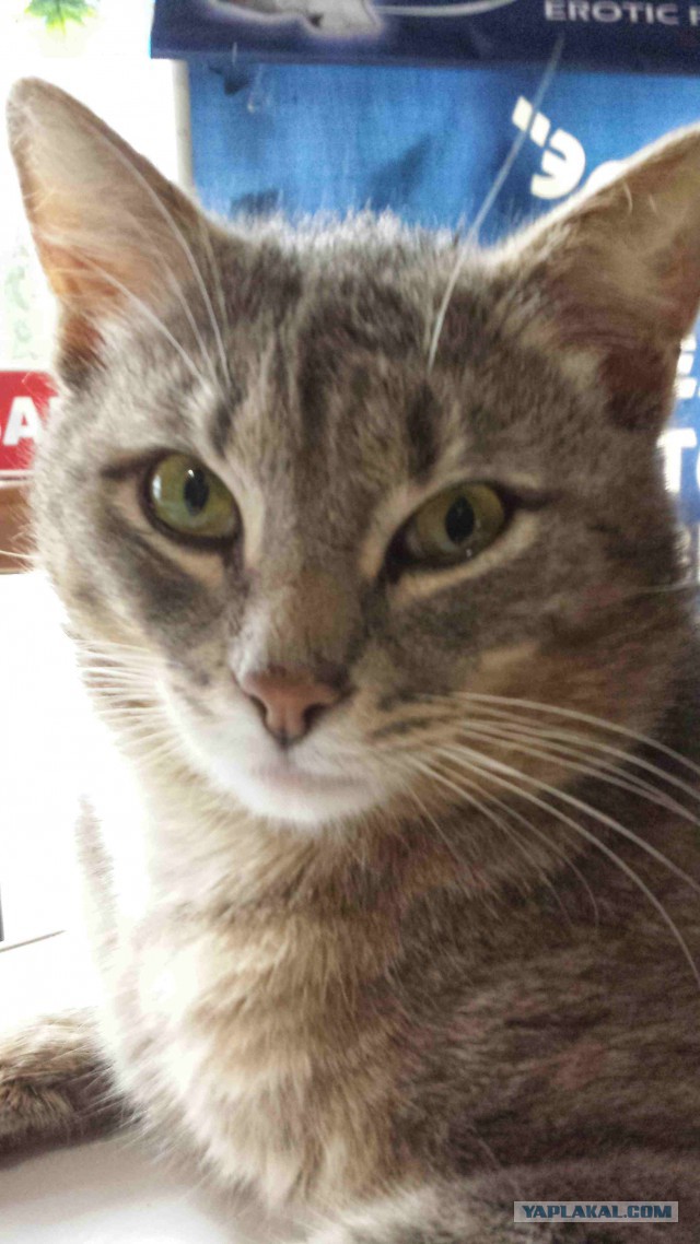 Я погладил кота