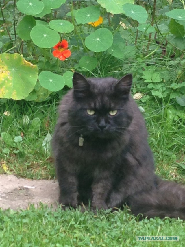 Котовторник
