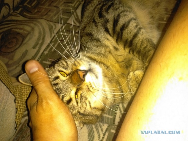 Котовторник 7.07.2015