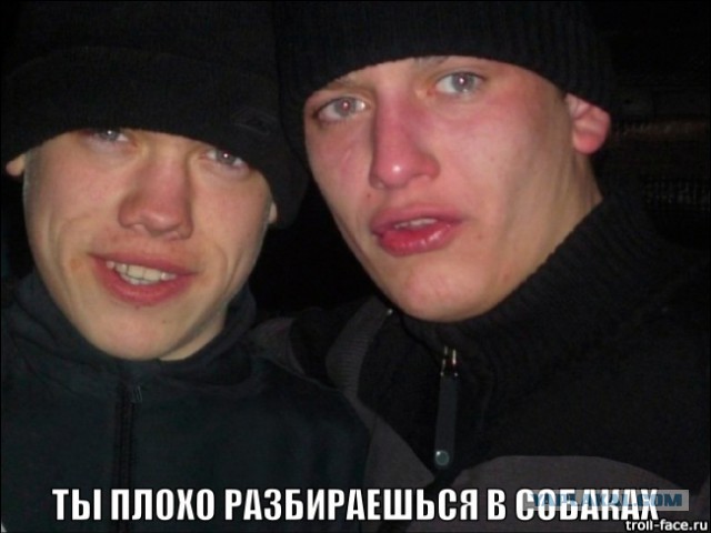 Давно хотели завести "Хаски"