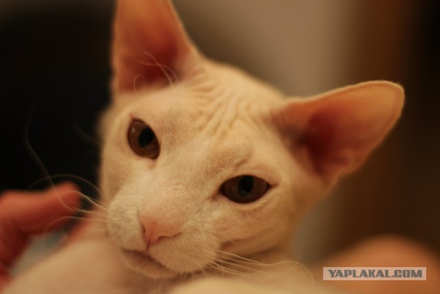 Котовторник 17.11.2015