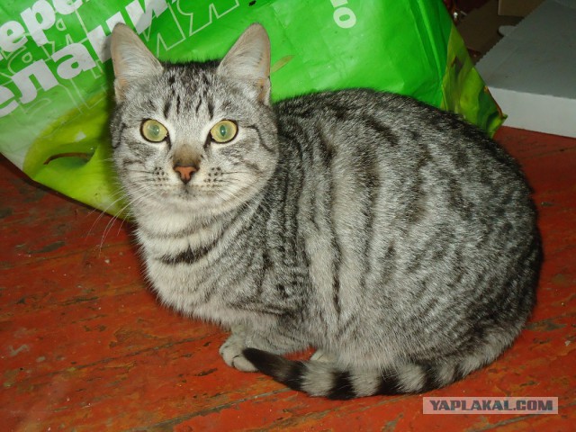 Мой личный котоленд 7