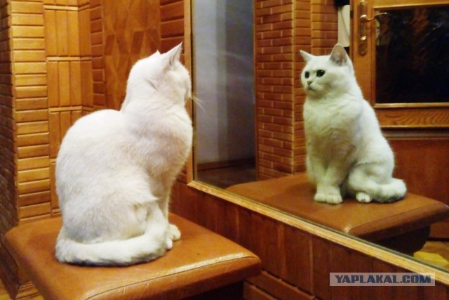 Котовторник