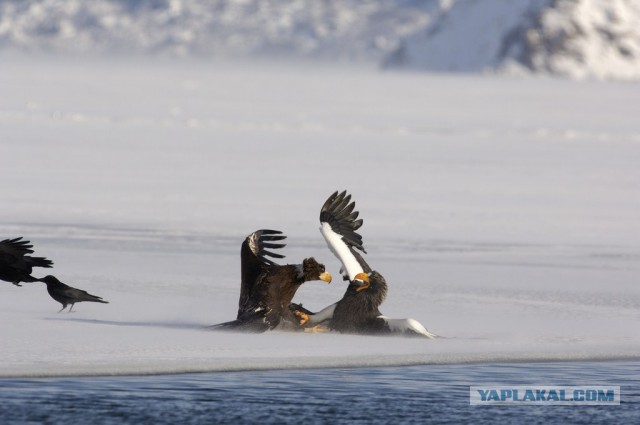 Медведи Камчатки