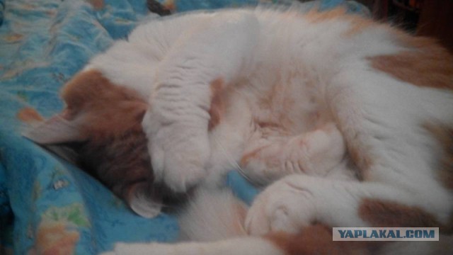Котовторник  01.03.2016