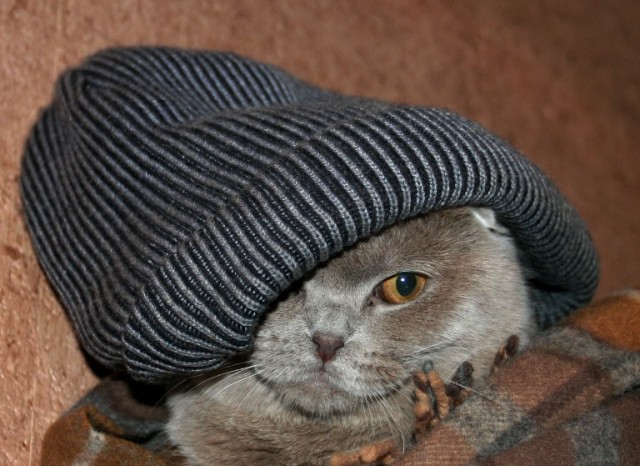 Коты, кошки, котята