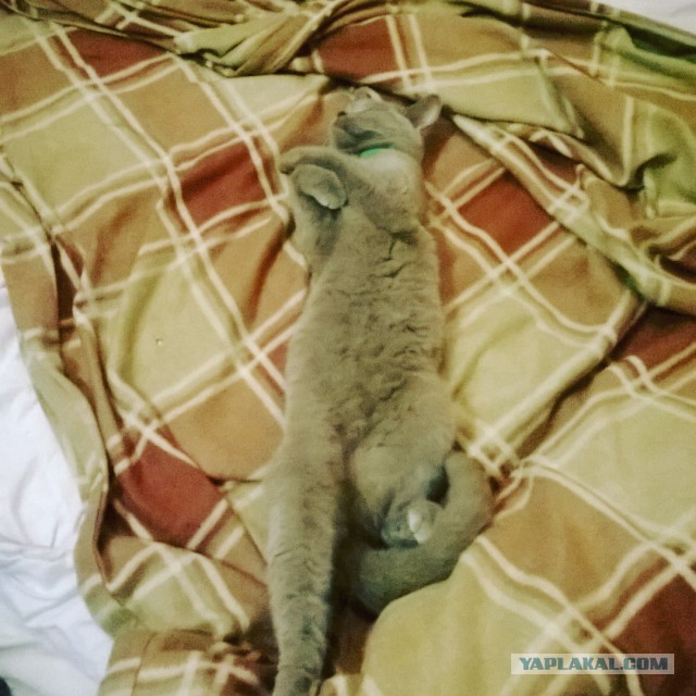 Котовторник 27.09.16