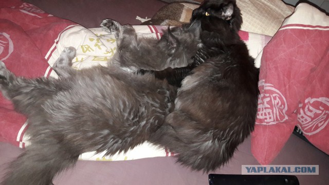 Котовторник 06.12.2016
