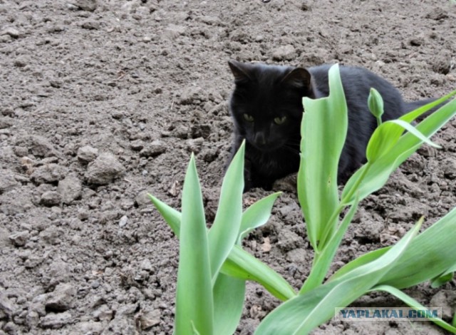 Котовторник  17.01.2017