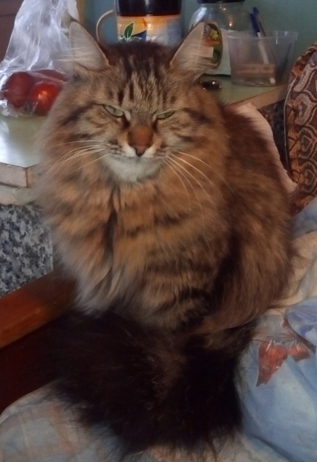 Коты и Кошки