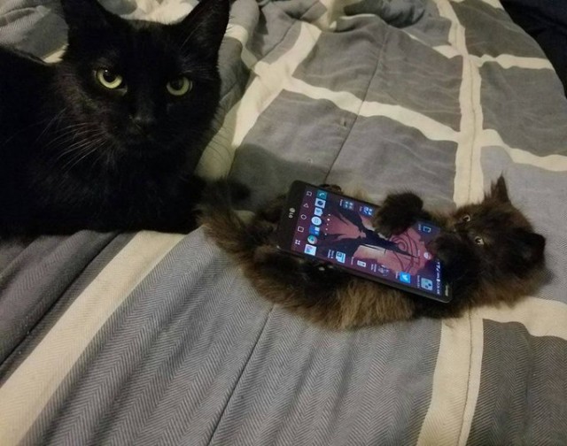 Коты и Кошки
