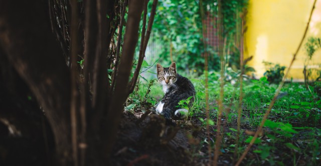 Котовторник 27.06.2017