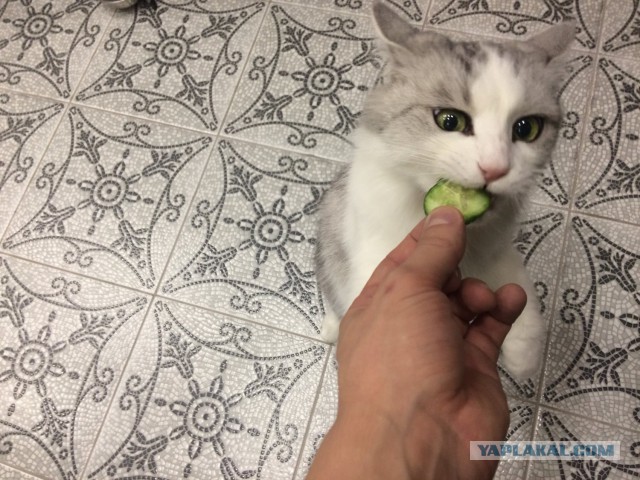 Котовторник
