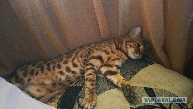 Котовторник 28.11.2017