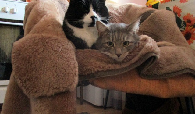 Котовторник  13.02.2018