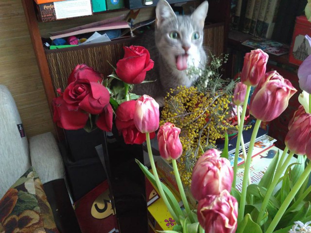 Коты застигнутые врасплох
