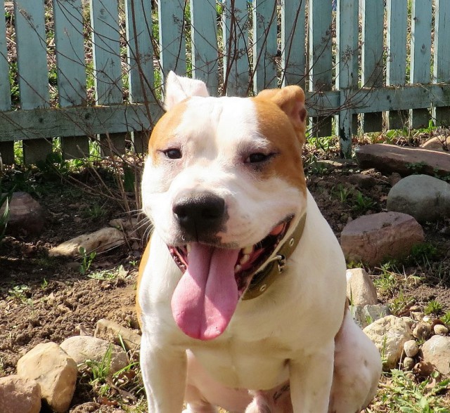 Жили-были той и стаф…