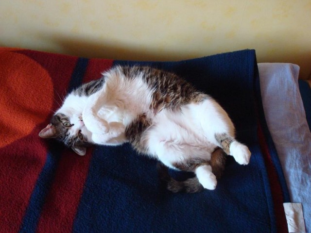 Котовторник на ЯПлакалъ (13.05.08)