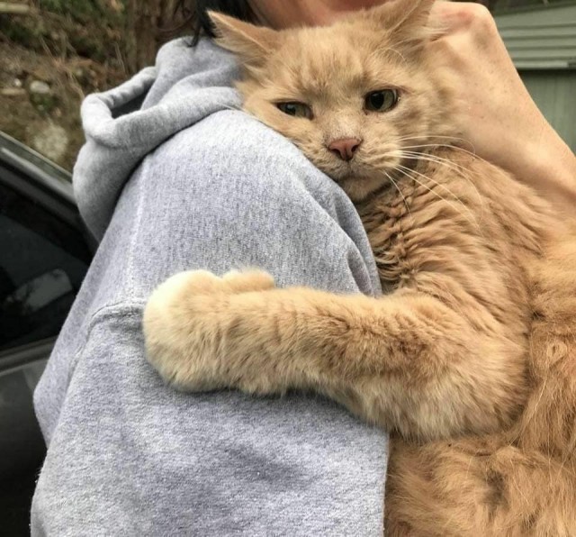 Прикольных котов пост