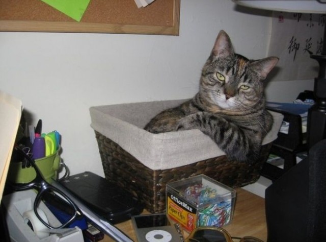 Котовторник!
