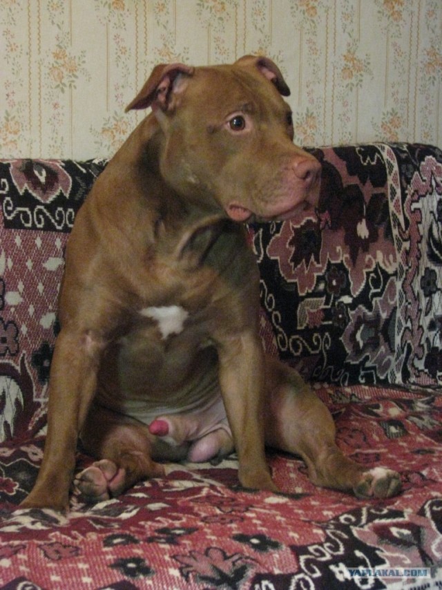 Собакочетверг