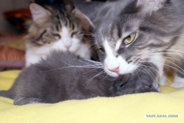 Котовторник 10. 07. 2012