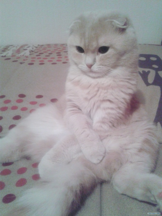 Котовторник 11.09.2012