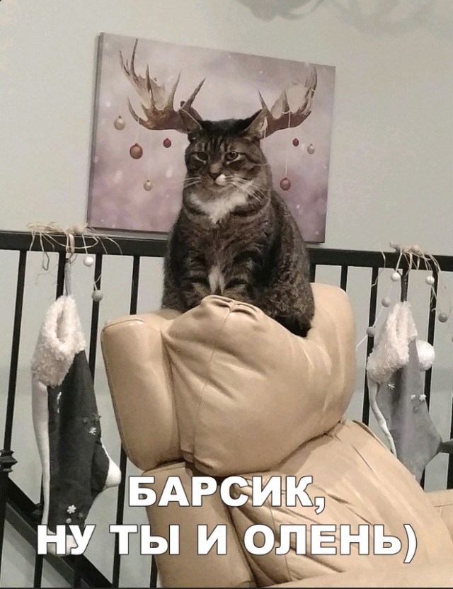 Забавные фото котеек