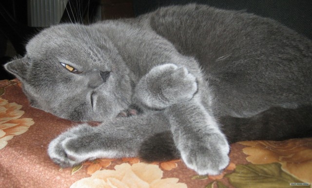 Котовторник  16.10.12