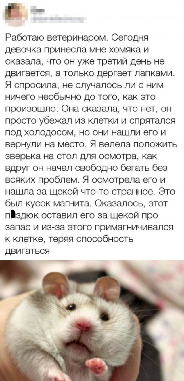 Стих Про Хомяка Для Детей