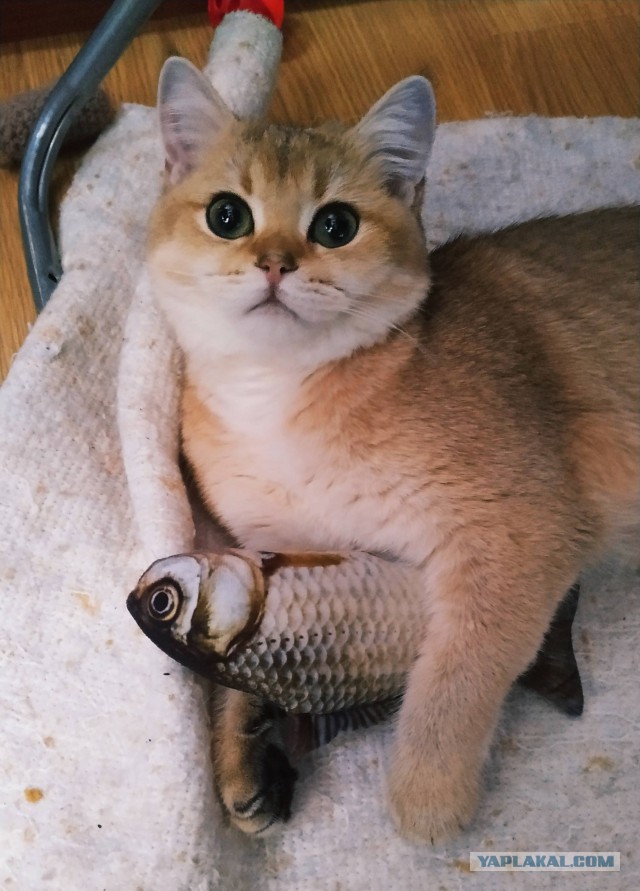 Котовторник 26.02.2019