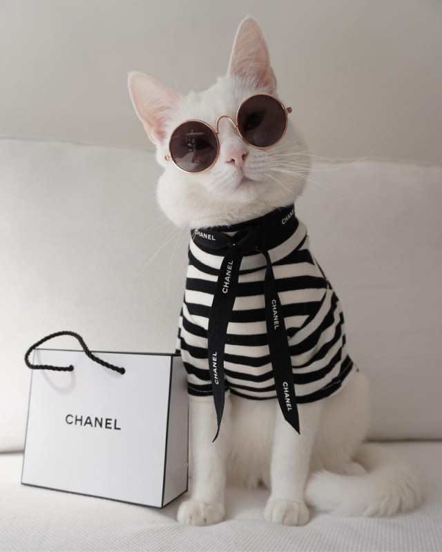 Забавные фото котеек