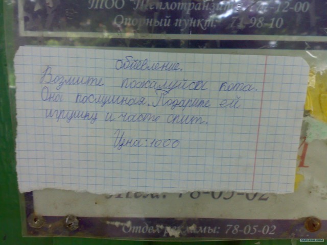 Обьявление - возьмите кота