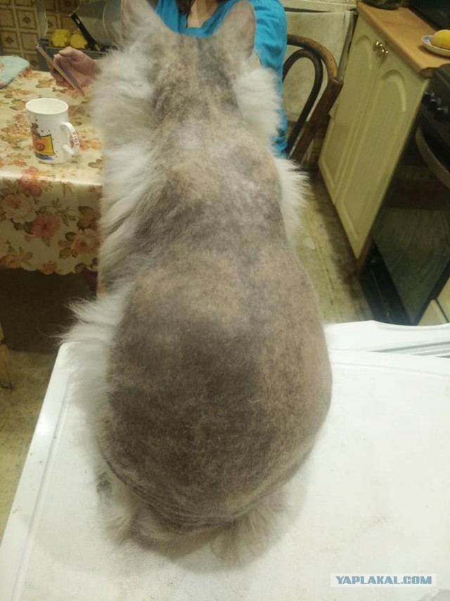 Странные фотки котеек