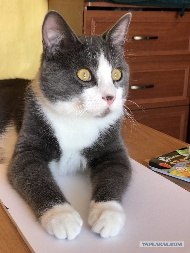 Котовторник 20.10.20