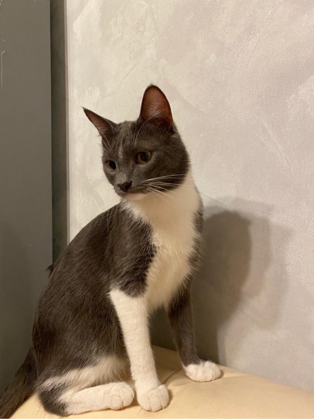 Котовторнику быть!