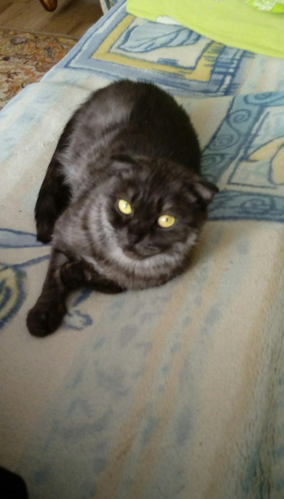 Котовторнику быть!