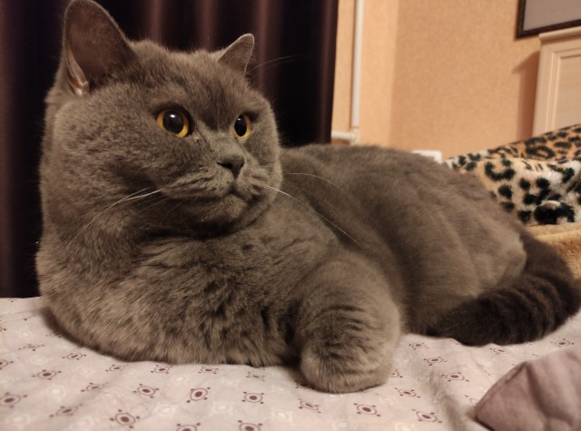 Котовторник!