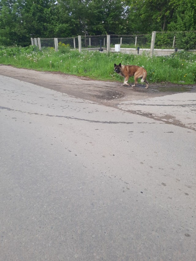 Подборка всякой живности