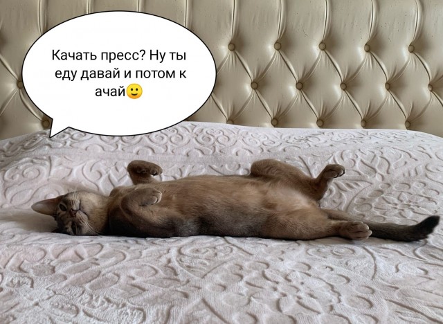 А котовторник уже начался?