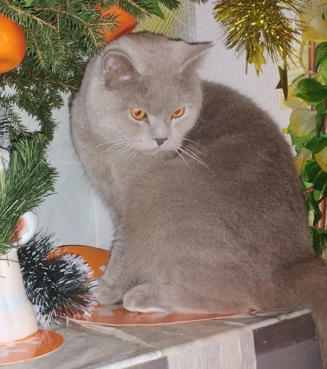 Хоба! Котовторник!