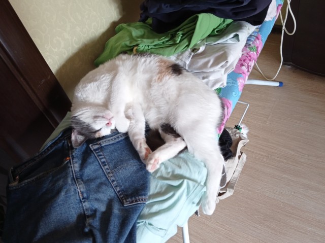 Котовторник (свои добавляем)