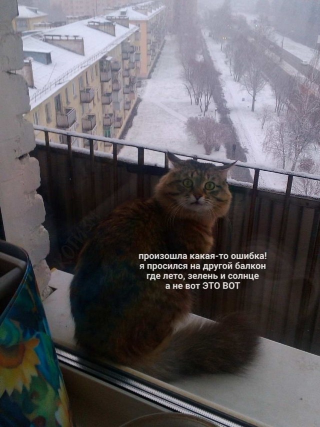 "Купил коту игрушку" и другие картинки