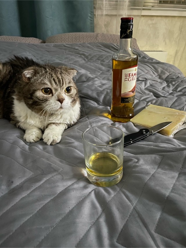 Только мы с котом вечером вдвоем…