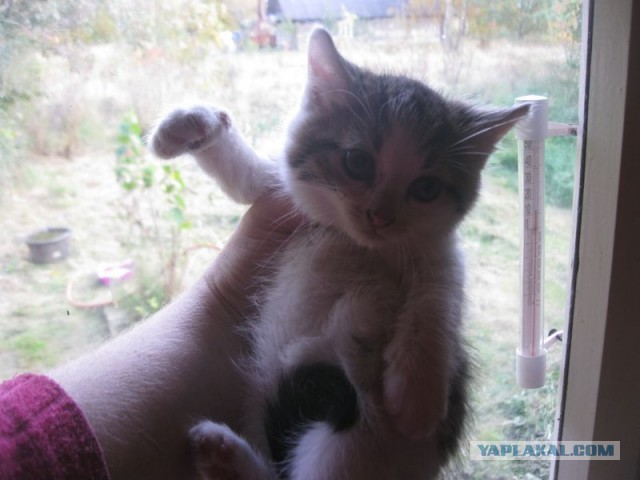 Жизнь домашнего приюта для котеек 416