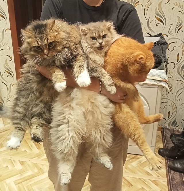 Охапку котов вам для полного счастья