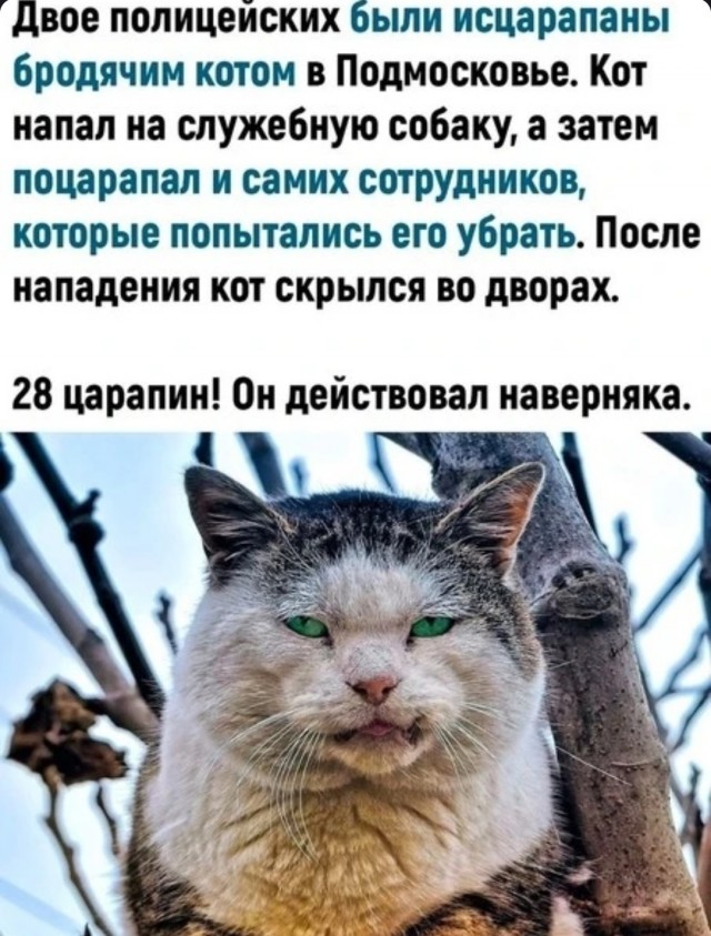 Забавные комментарии из социальных сетей (03.07.23)