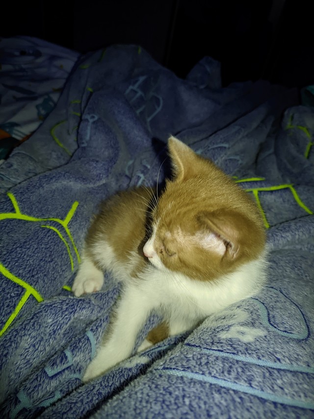 Котята ищут себе рабов.